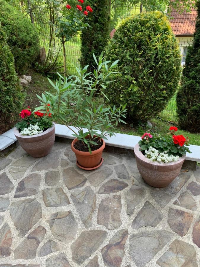 Pensiunea Eva Bed & Breakfast Совата Екстериор снимка